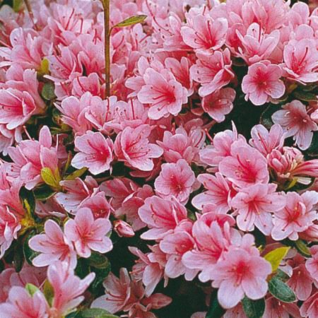 Azalée japonnaise "Kirin" - Petites fleurs denses en clochettes rose satinée